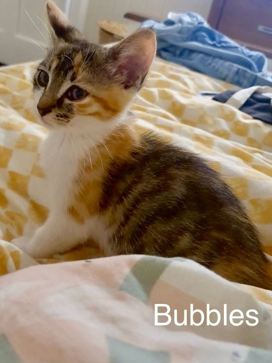 Bubbles Bubbles